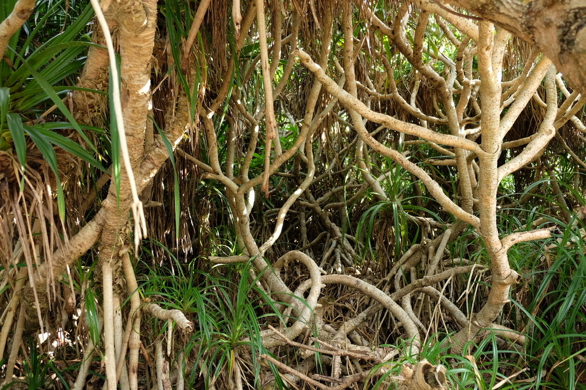 f:id:thecorner:20220223193953j:plain