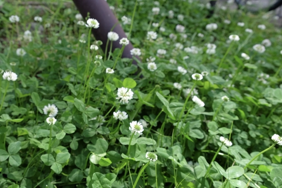 5月 初夏の花散歩 関東 5月に咲く花 シロツメクサ コデマリ カタバミ ハルジオン バラ 野の花がもっと好きになる本 The Corner Of Life