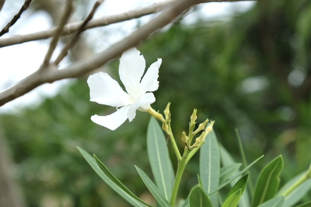 7月 夏の花散歩 7月に咲く花 キョウチクトウ アガパンサス ランタナ ハス The Corner Of Life