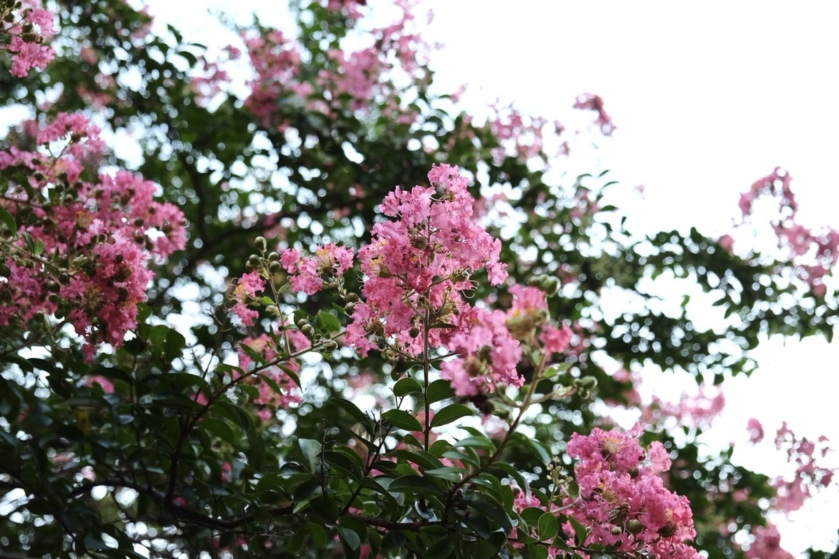 8月夏の花散歩 関東8月に咲く花と木々に実りはじめた実 サルスベリ ヤブミョウガ トチの実 イチョウの実 ヒマラヤスギの実 松ぼっくり とは The Corner Of Life