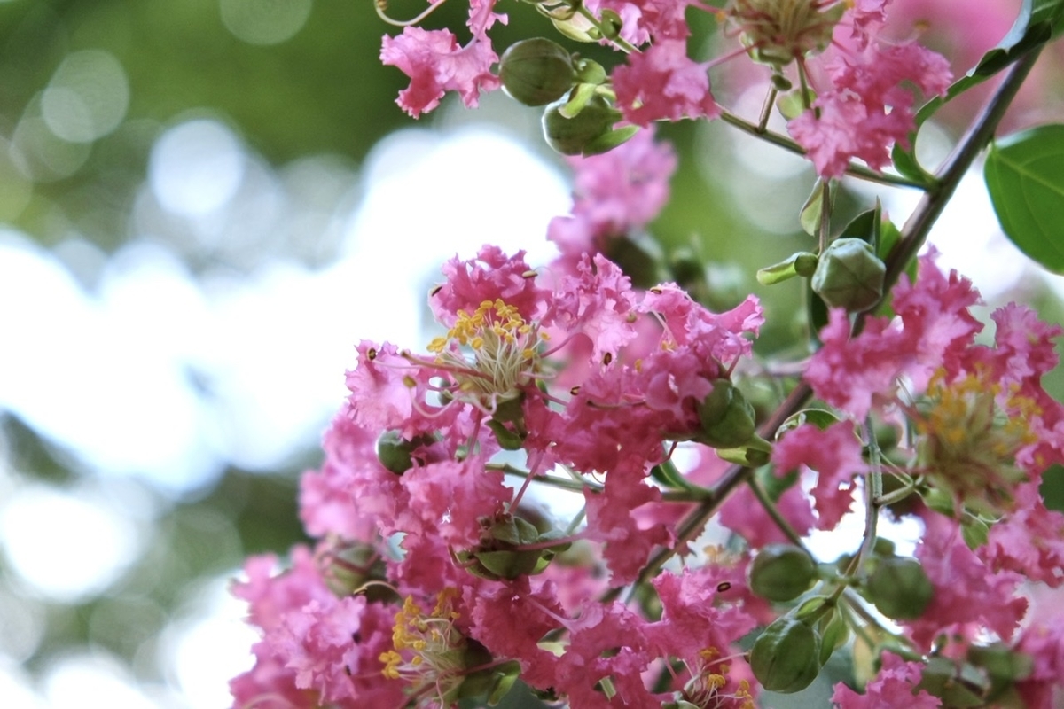 8月夏の花散歩 関東8月に咲く花と木々に実りはじめた実 サルスベリ ヤブミョウガ トチの実 イチョウの実 ヒマラヤスギの実 松ぼっくり とは The Corner Of Life 8月夏の花散歩 関東8月に咲く花と木々に実りはじめた実 サルスベリ ヤブミョウガ トチの実 イチョウの実 ヒマラヤスギの実 松ぼっくり とは The Corner Of Life