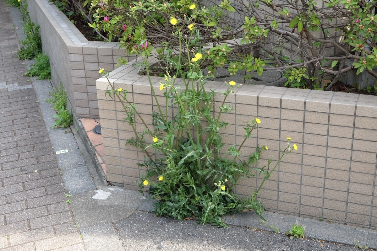 少しの隙間でも咲きます