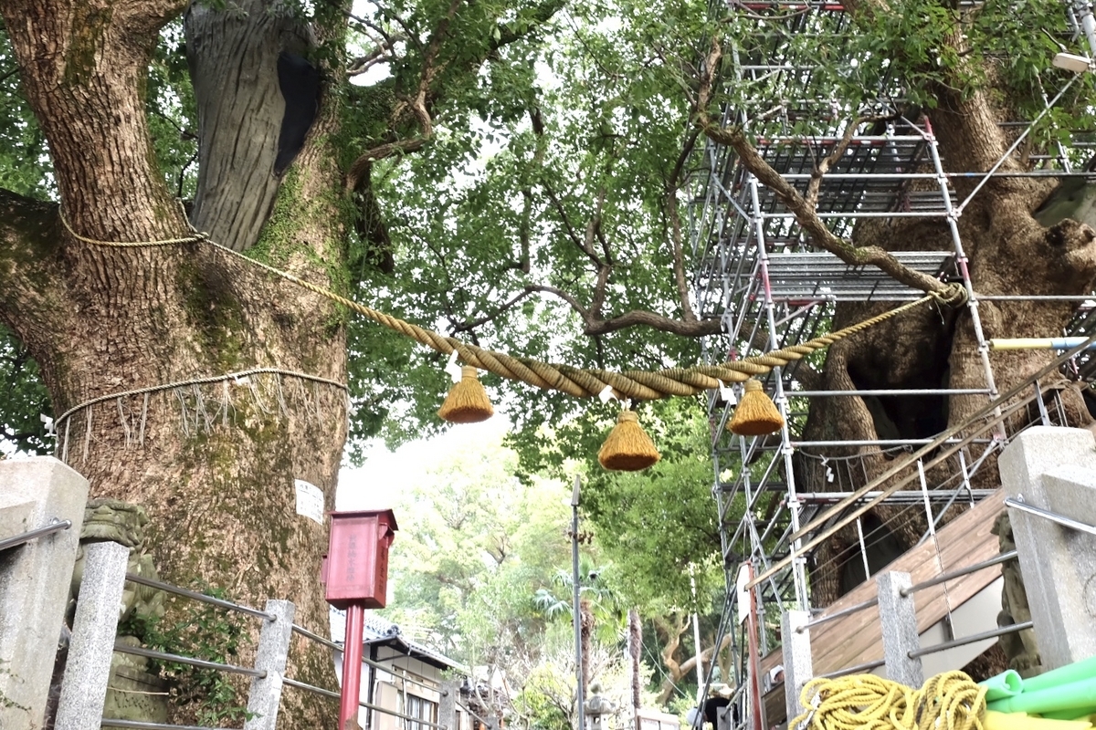 山王神社のクスノキ