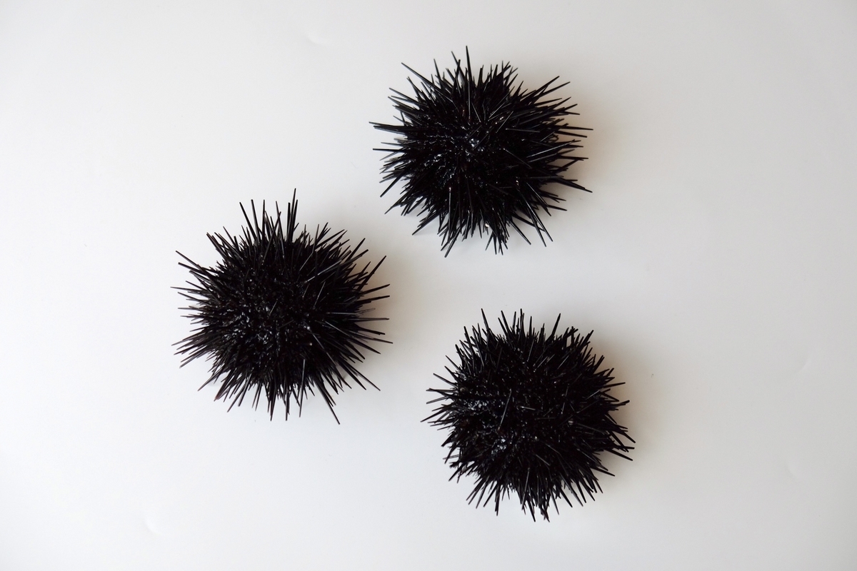 殻付きウニのさばき方