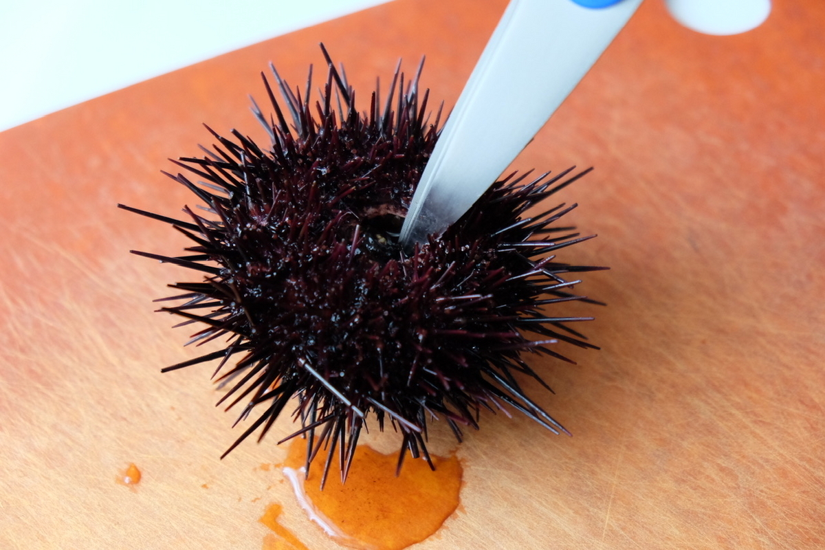 ウニのさばき方