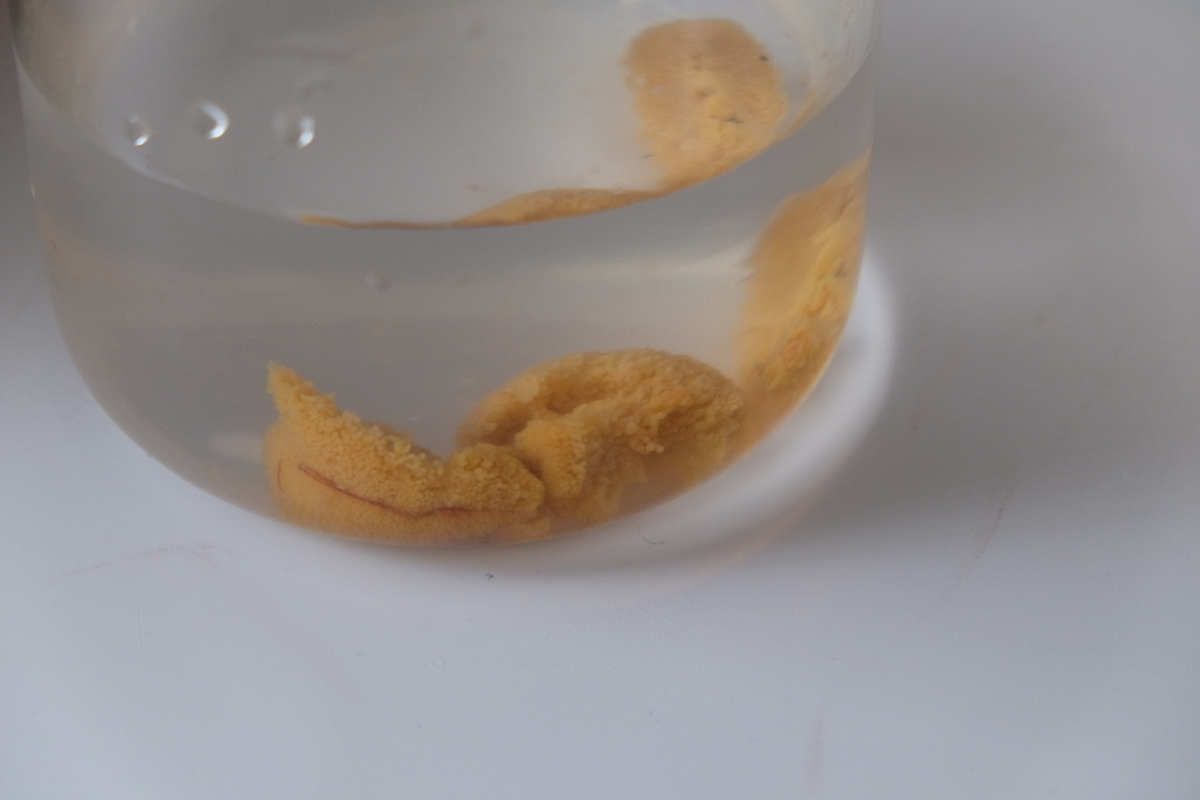 塩水ウニの作り方