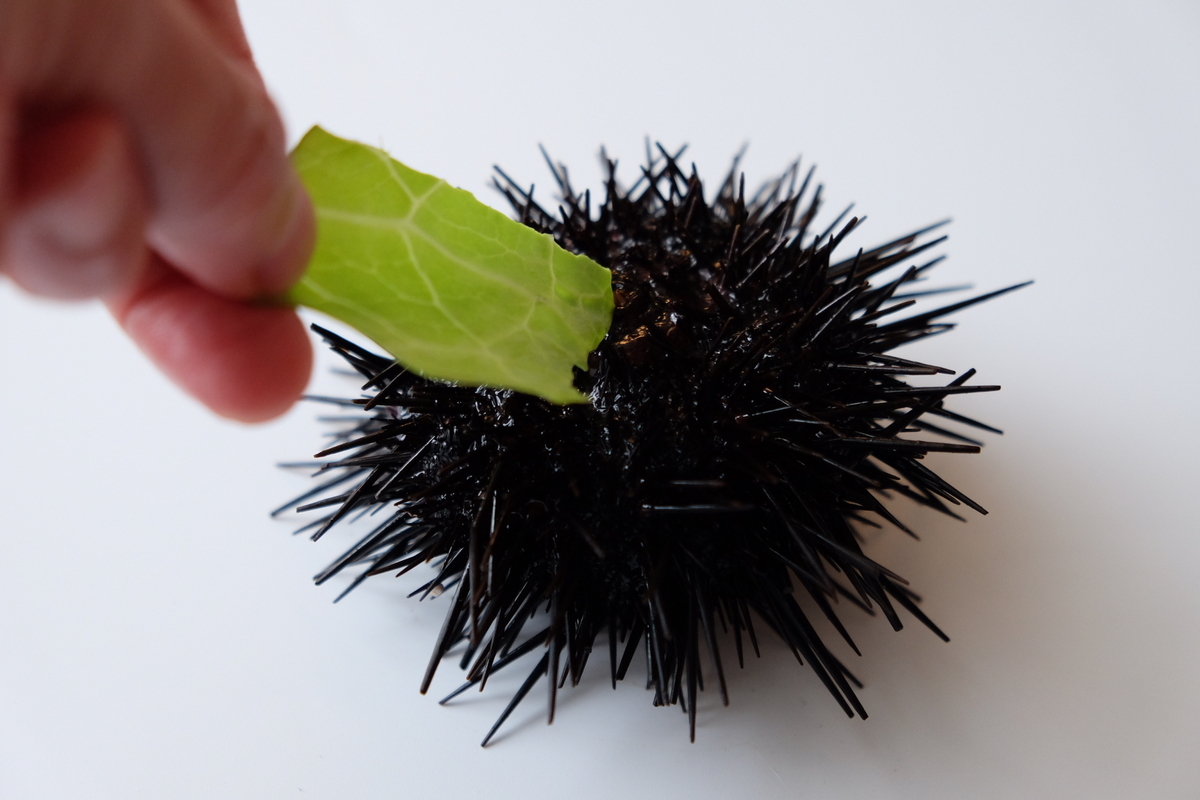 ウニにキャベツをあげてみる