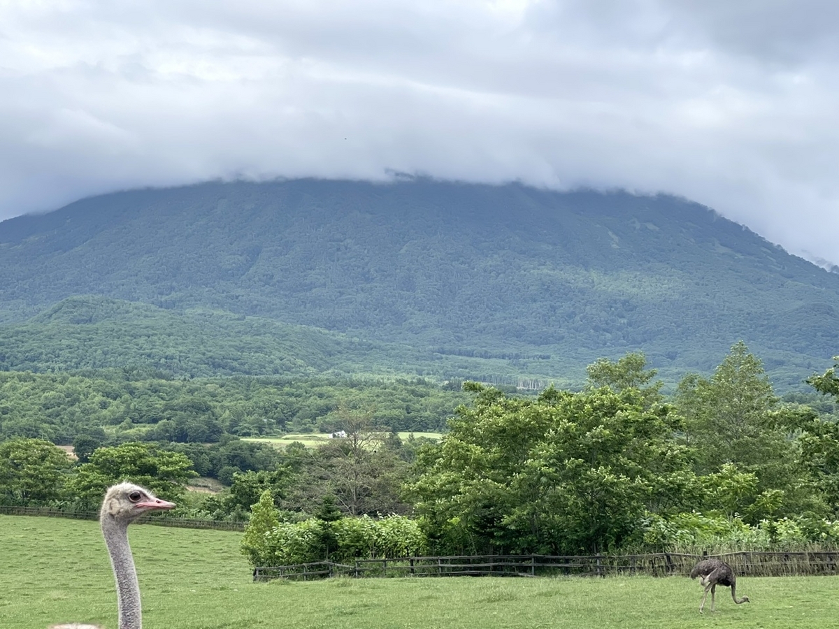 だちょうと羊蹄山
