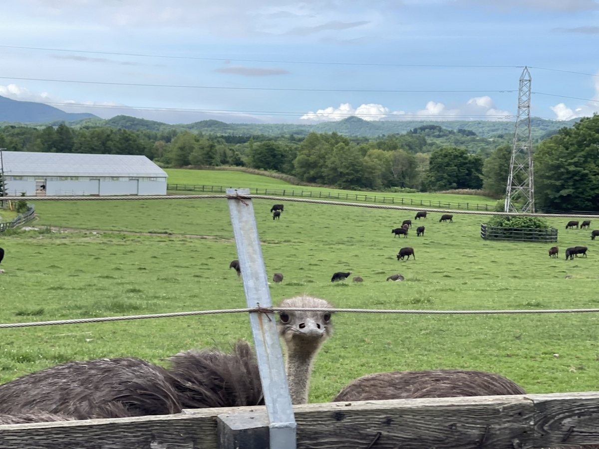 だちょうと牛の放牧