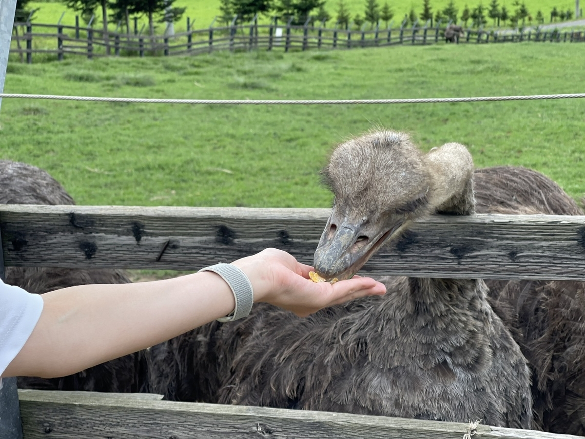 だちょうの餌やり