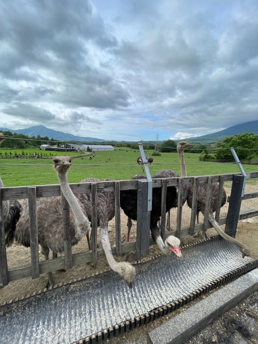 だちょうの餌やり　2