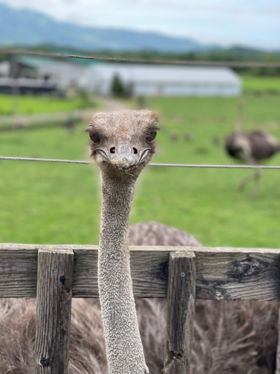 だちょうの写真の撮り方