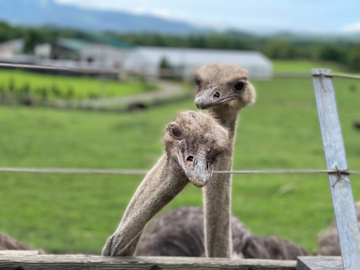 だちょうのシャッターチャンス