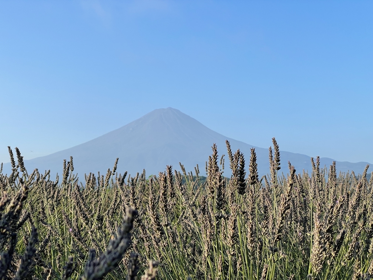 大石公園 富士山とラベンダー