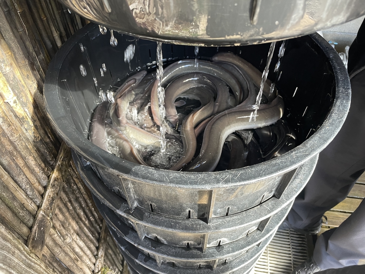 ぴちぴちのうなぎ