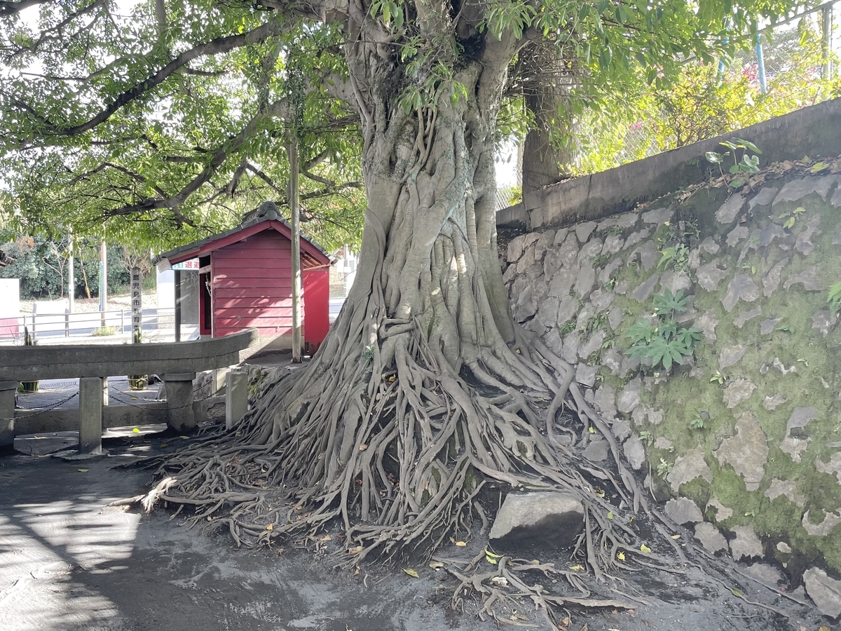 黒神埋没鳥居鳥居のそばのアコウの木