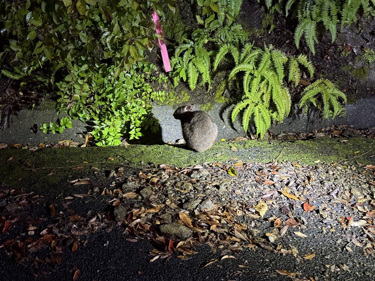 アマミノクロウサギ