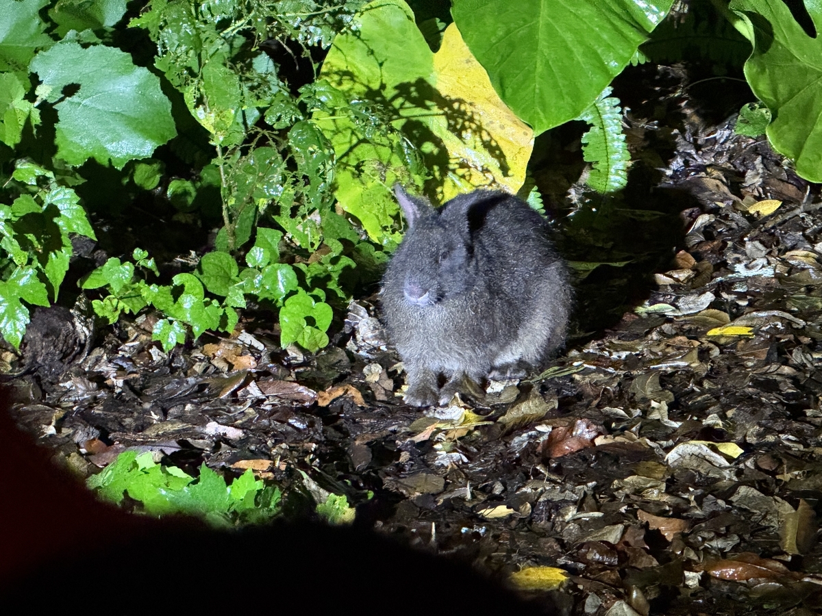 アマミノクロウサギの正面
