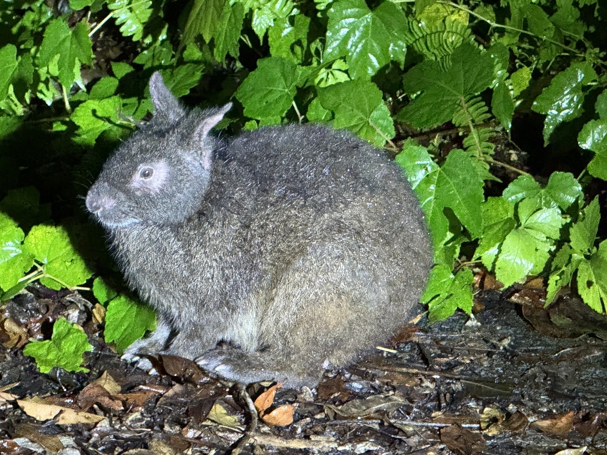 アマミノクロウサギ