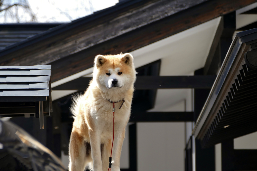 【2019年】秋田のおすすめ酒屋・ワインショップ５選｜theDANN media