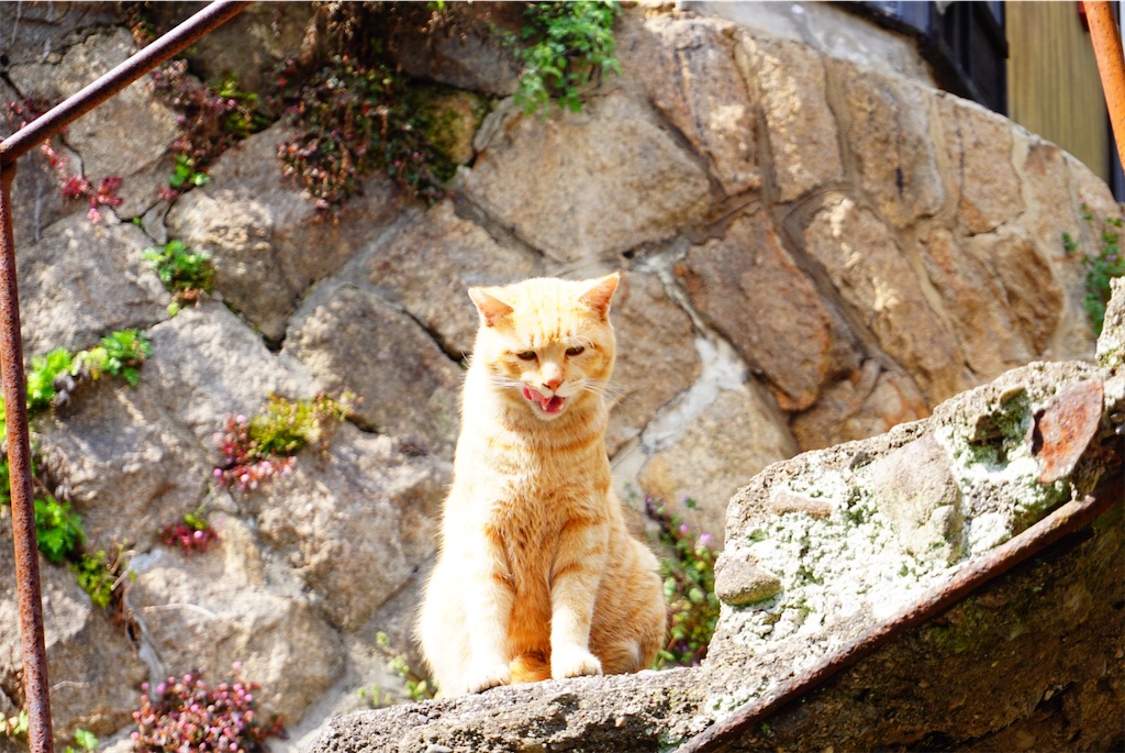 f:id:thedreamplanet:20200904184733j:image