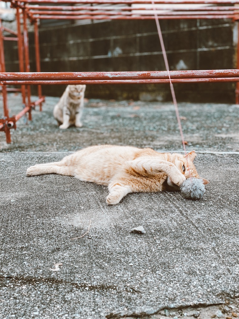f:id:thedreamplanet:20201003171915j:image