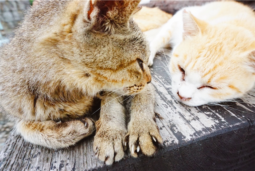 f:id:thedreamplanet:20201006133436j:image