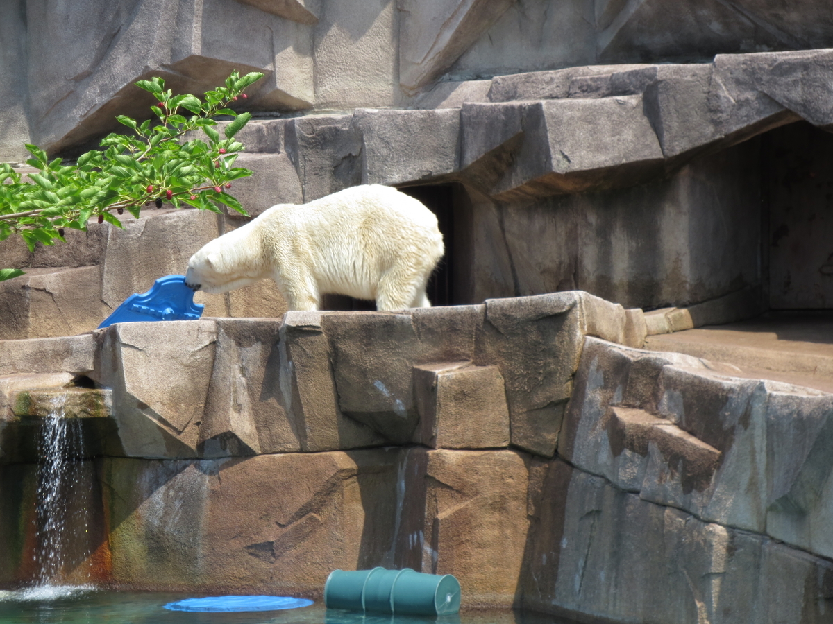 8歳の「愛されし」キリンがグレーターバンクーバー動物園で死亡 : r/vancouver, image size:1200x900