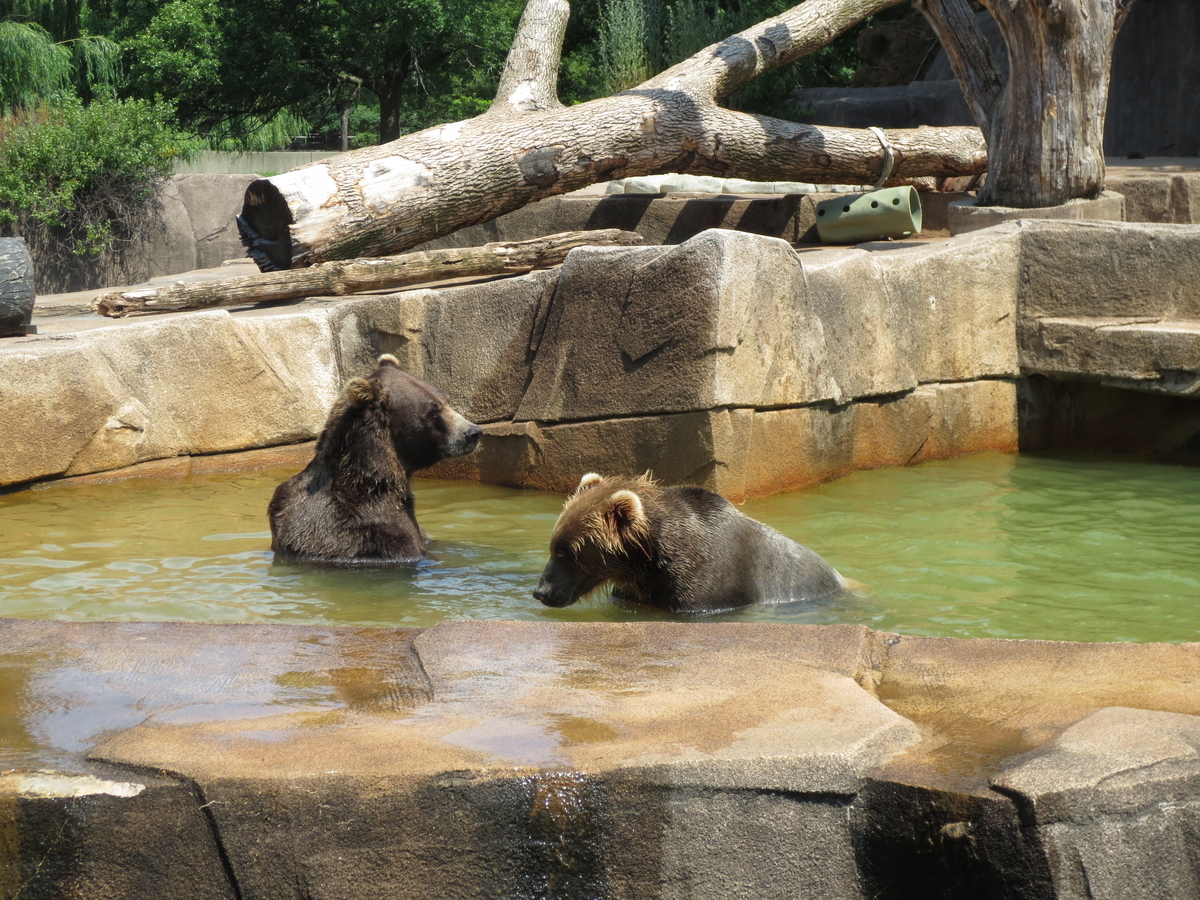 どうぶつ基金 - ＼9月24日は世界ゴリラの日／ 野性のゴリラは今、絶滅の危機。森林伐採、密漁などにより生息数が脅かされています。  絶滅危機の原因に大きくかかわっている人間である私たちは何ができるのか？ 考え、行動に移すきっかけとなる日になりますように。 ー・ー ..., image size:1200x900