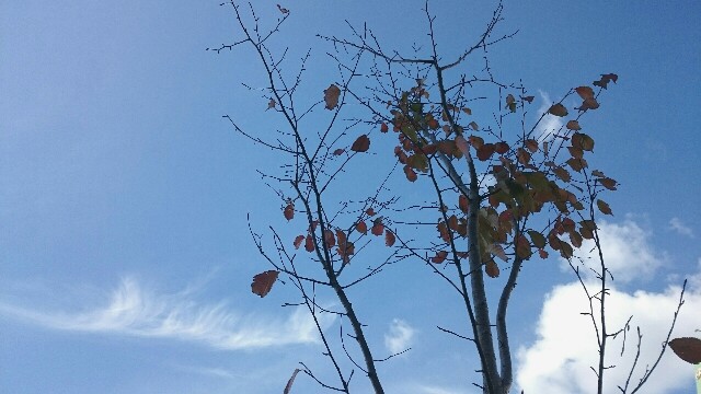 f:id:theparkokayama:20171201215902j:plain f:id:theparkokayama:20171201215902j:plain