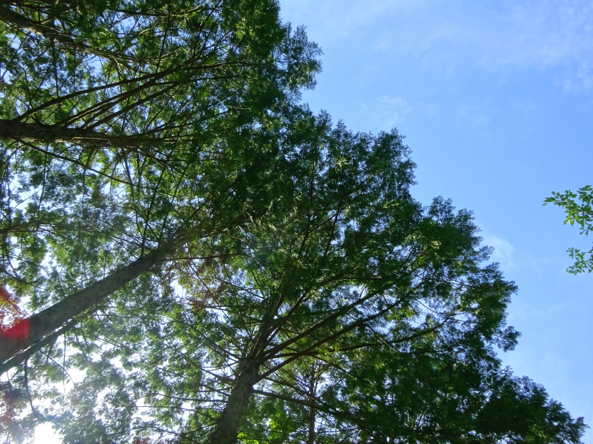f:id:therapymanabu:20190730151203j:plain