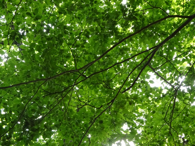 f:id:therapymanabu:20190829165033j:plain