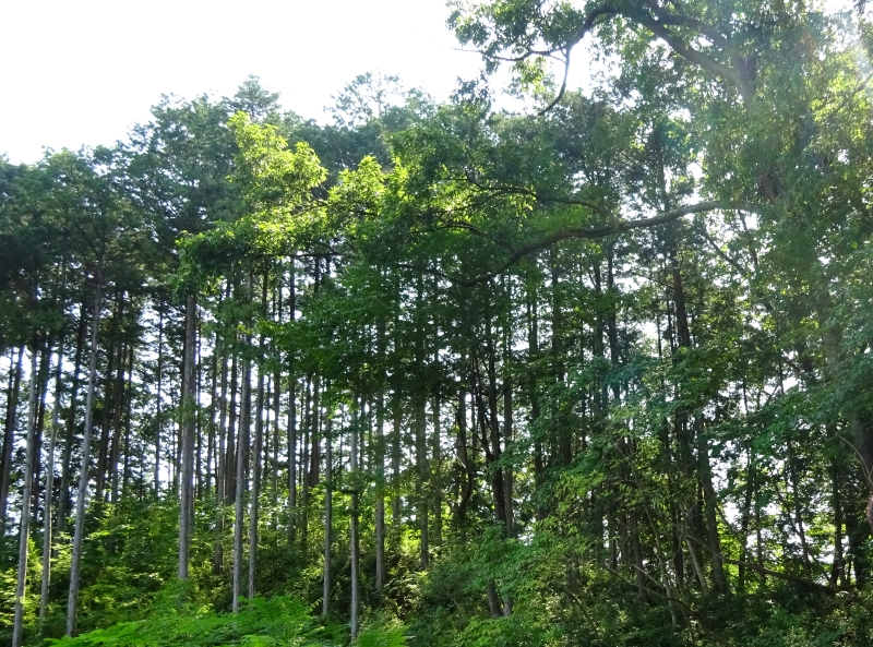 f:id:therapymanabu:20190830155933j:plain