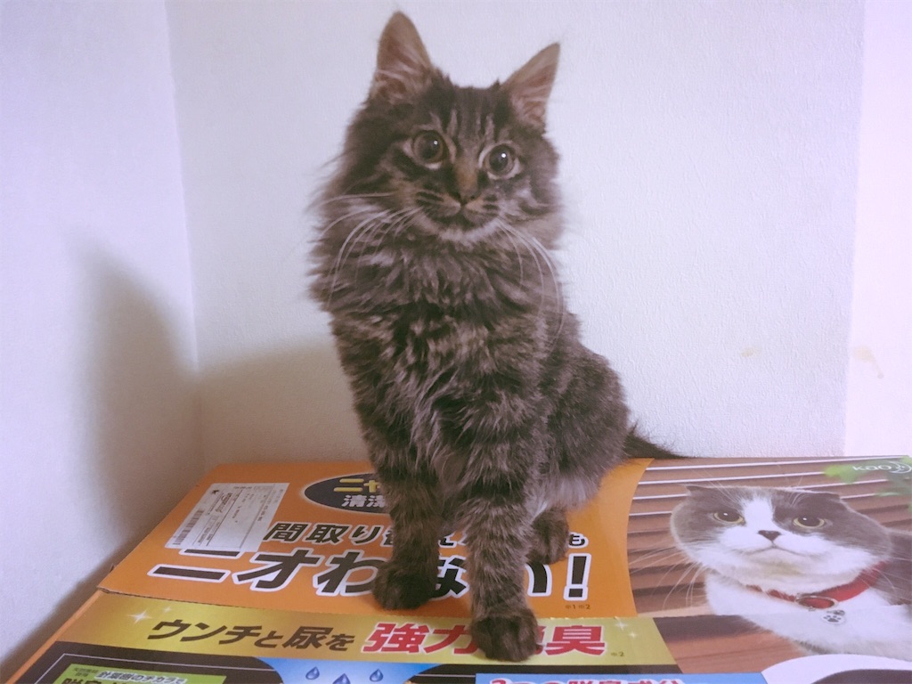 f:id:thestandardpetcafe:20180211000902j:plain f:id:thestandardpetcafe:20180211000902j:plain