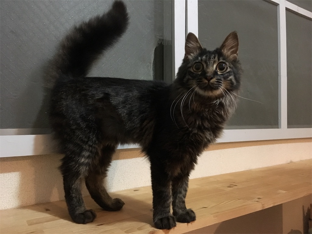f:id:thestandardpetcafe:20180612021815j:image f:id:thestandardpetcafe:20180612021815j:image
