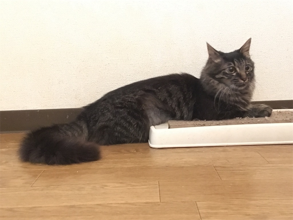 f:id:thestandardpetcafe:20180613011748j:image f:id:thestandardpetcafe:20180613011748j:image