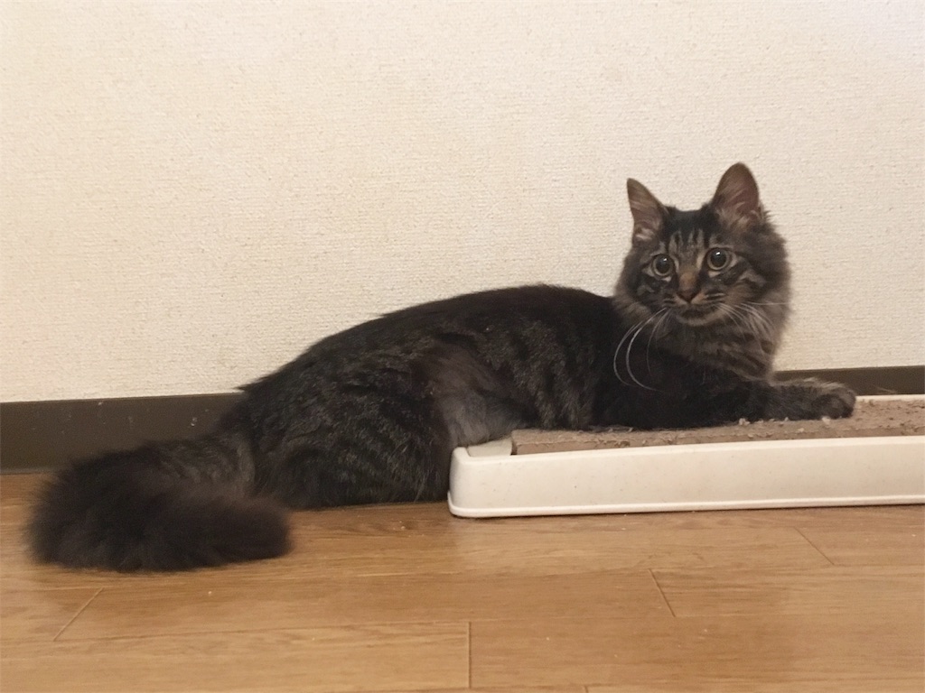 f:id:thestandardpetcafe:20180613011832j:image f:id:thestandardpetcafe:20180613011832j:image