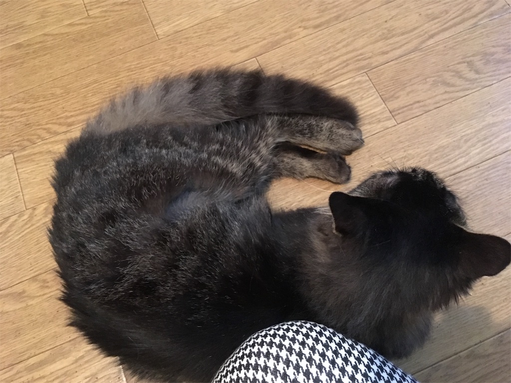 f:id:thestandardpetcafe:20180613011838j:image f:id:thestandardpetcafe:20180613011838j:image