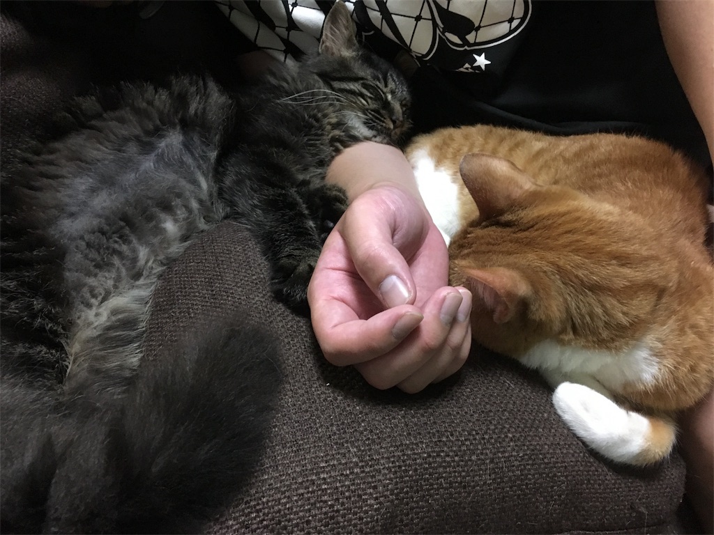 f:id:thestandardpetcafe:20180619001343j:image f:id:thestandardpetcafe:20180619001343j:image