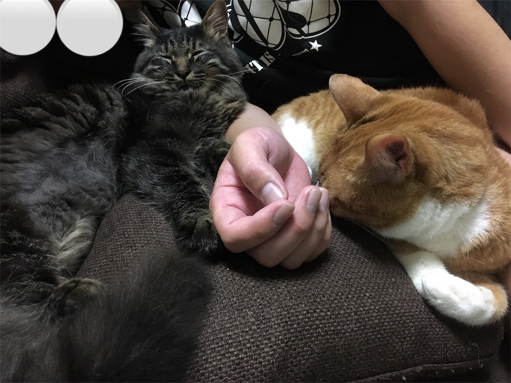 f:id:thestandardpetcafe:20180619002333j:image f:id:thestandardpetcafe:20180619002333j:image