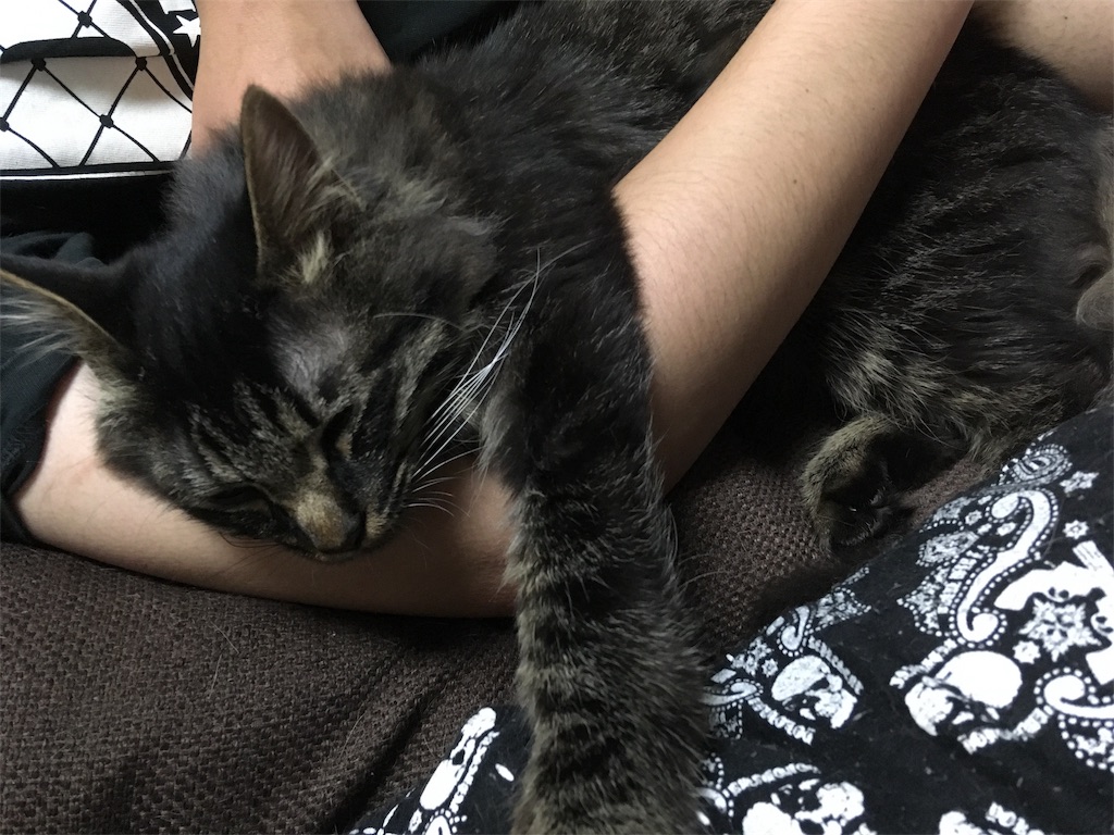 f:id:thestandardpetcafe:20180619002737j:image f:id:thestandardpetcafe:20180619002737j:image