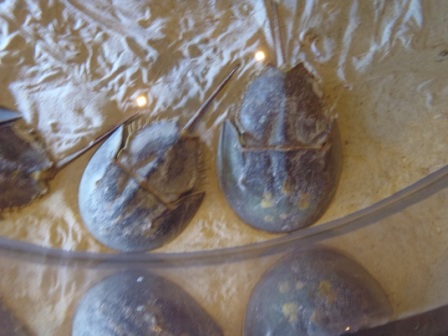 f:id:theta237:20110807134209j:image