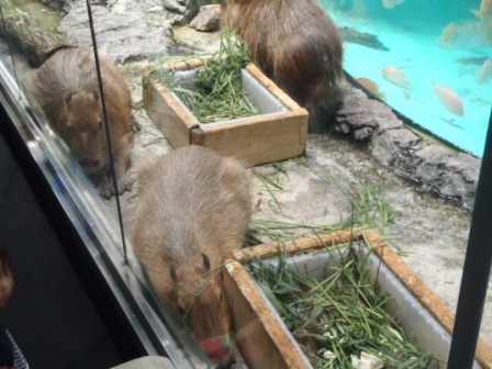 f:id:theta237:20110807141703j:image