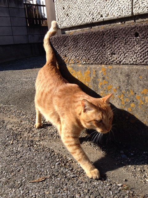 f:id:thierrybuddhist:20141217104935j:plain f:id:thierrybuddhist:20141217104935j:plain