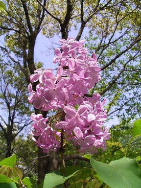 f:id:thiisuke:20090510153837j:image f:id:thiisuke:20090510153837j:image