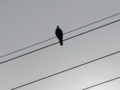 f:id:thiisuke:20110902143218j:image:medium