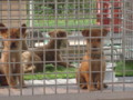 f:id:thiisuke:20111021113714j:image:medium