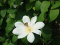 f:id:thiisuke:20120508105227j:image:medium