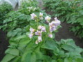 f:id:thiisuke:20120612141840j:image:medium:left