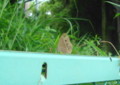 f:id:thiisuke:20120629113056j:image:medium